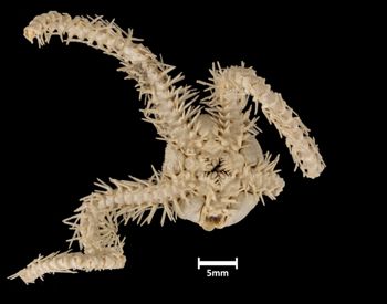 Media type: image;   Invertebrate Zoology OPH-3201 Aspect: ventral